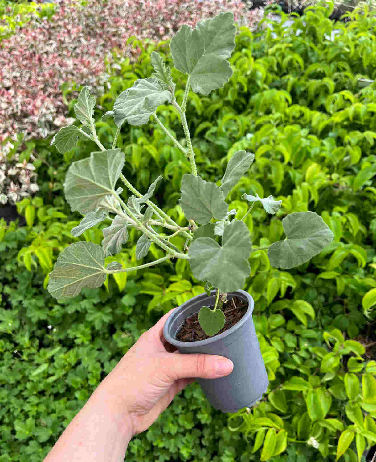 Lavatera x clementii 'Silver Barnsley'- 9cm pot | 1 x 9cm | Classic White