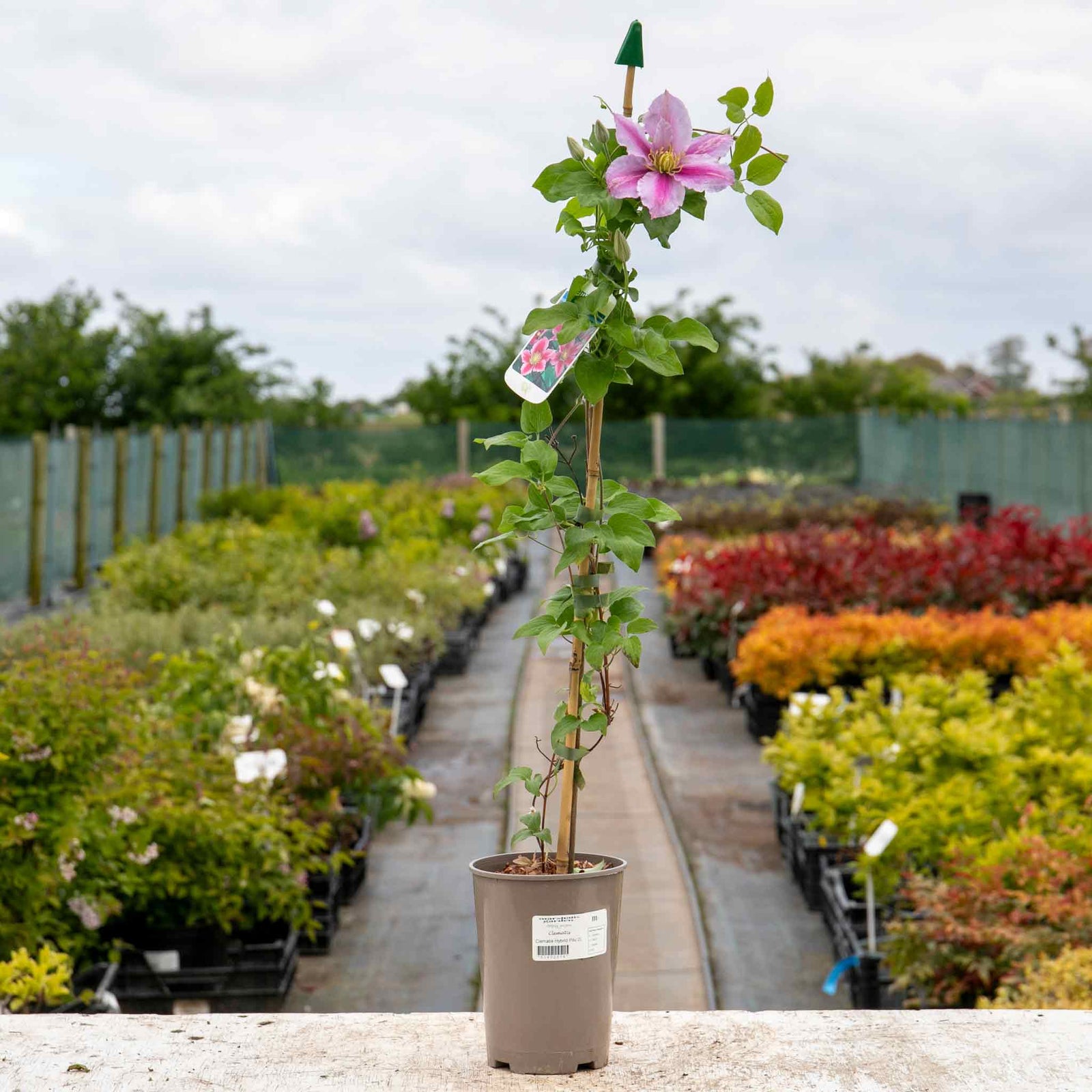 Clematis 'pilu' - Mauve Double Flowers, Container-friendly | 1 x 2L | Green & Pink