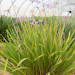 Tulbaghia Hybrida Kilimanjaro - Society Garlic Set Of 3 In 9cm Pots
