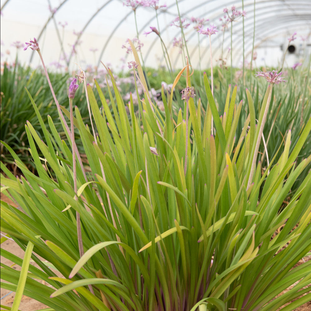 Tulbaghia Hybrida Kilimanjaro - Society Garlic Set Of 3 In 9cm Pots