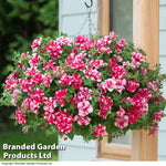 Thompson & Morgan Petunia Cherry Ripple Preplanted Basket/pot 14in (35cm) X 1