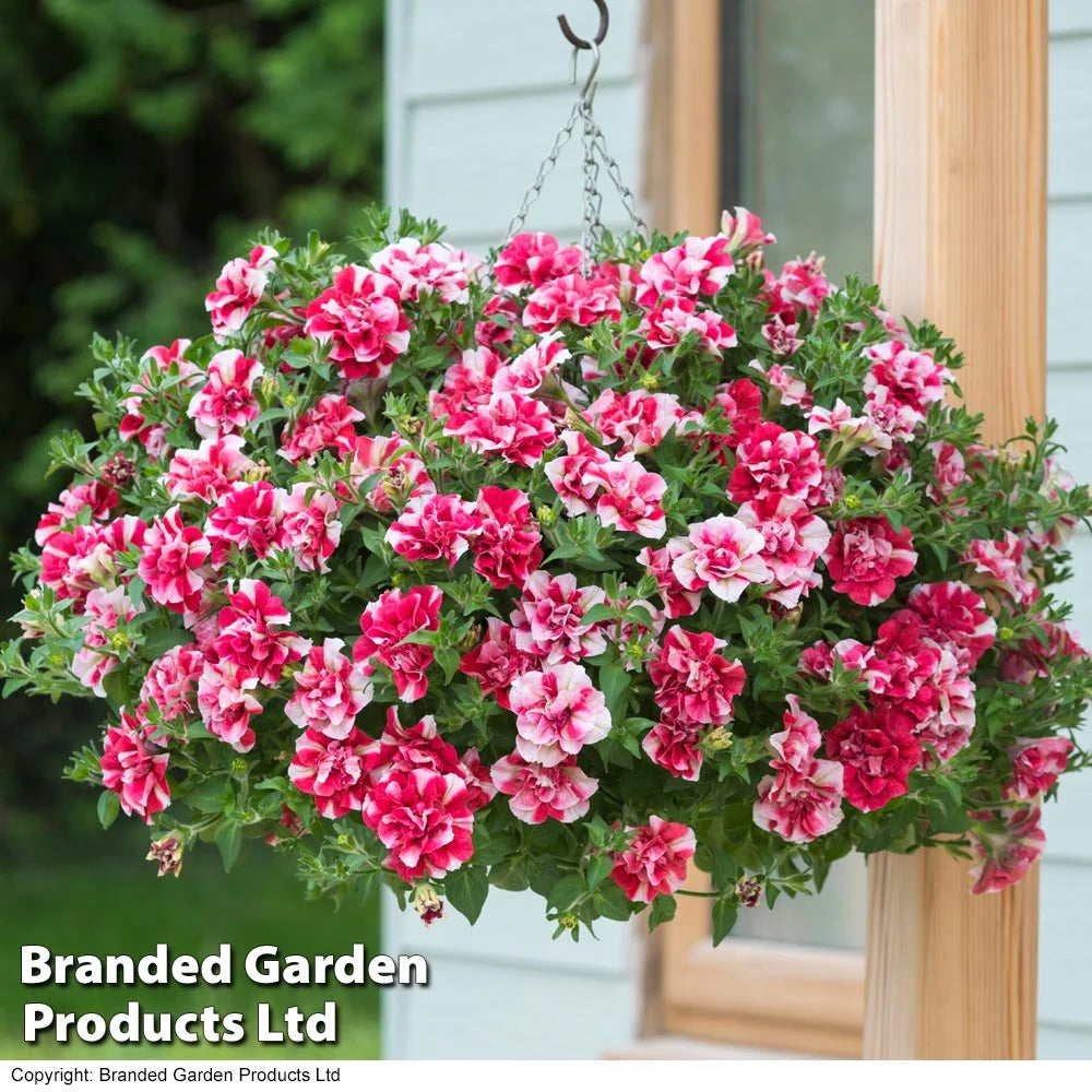 Thompson & Morgan Petunia Cherry Ripple Preplanted Basket/pot 14in (35cm) X 1