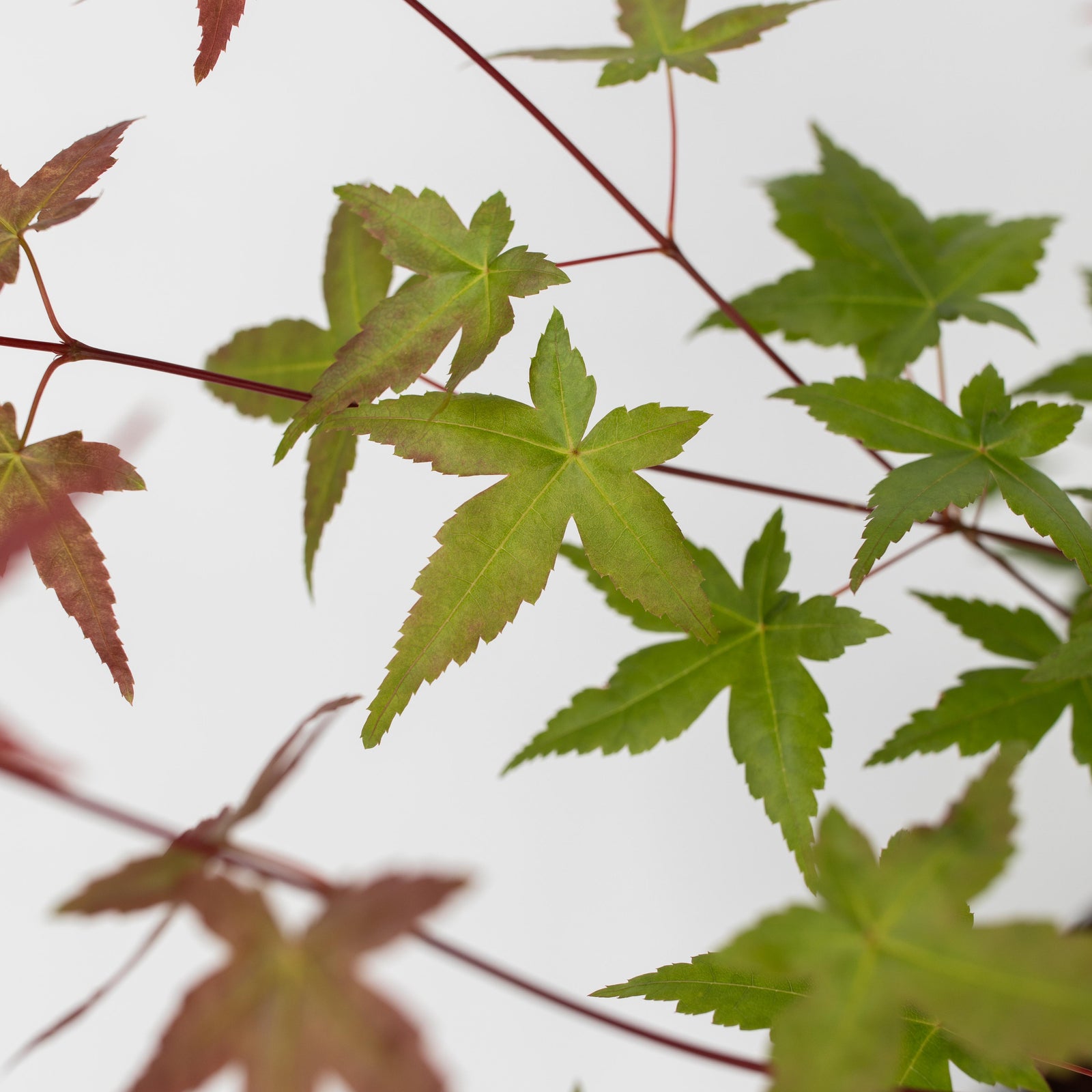 Japanese Maple - Acer Palmatum 'Beni Maiko' - Height 60-70cm - ⌀19cm | Set of 2 | Red