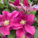 ‘hope And Harmony’ Clematis Collection - 7cm Pots | 3 x 7cm | Multi