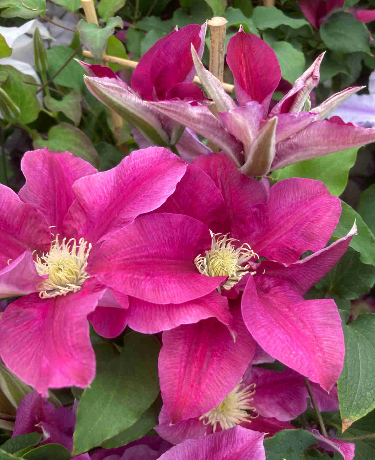 ‘hope And Harmony’ Clematis Collection - 7cm Pots | Set-of-6 | Multi