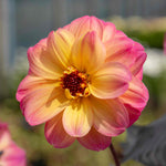 Dahlia 'mystic Fantasy' - Apricot-pink Flowers, Dark Foliage, 90-120cm | 3 x Jumbo Plugs | Multi Colour
