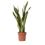 Snake Plant - Sansevieria Trifasciata Laurentii - Height 65-75cm - ⌀21cm | Set of 1 | Green
