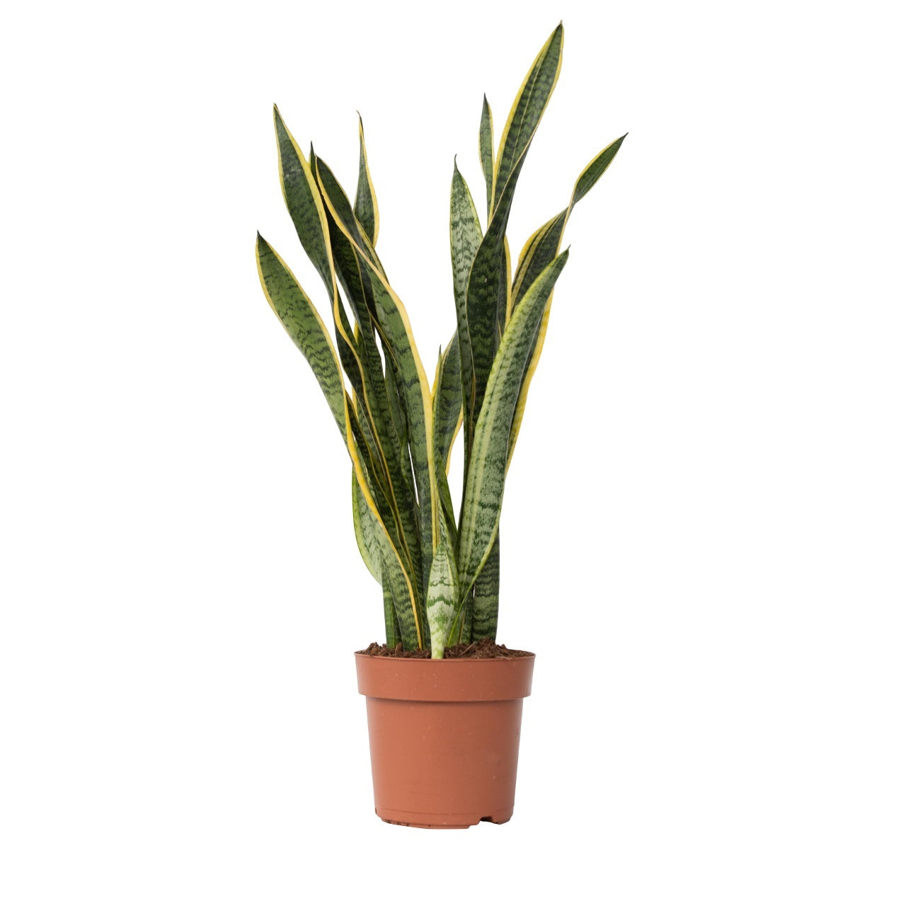 Snake Plant - Sansevieria Trifasciata Laurentii - Height 65-75cm - ⌀21cm | Set of 1 | Green