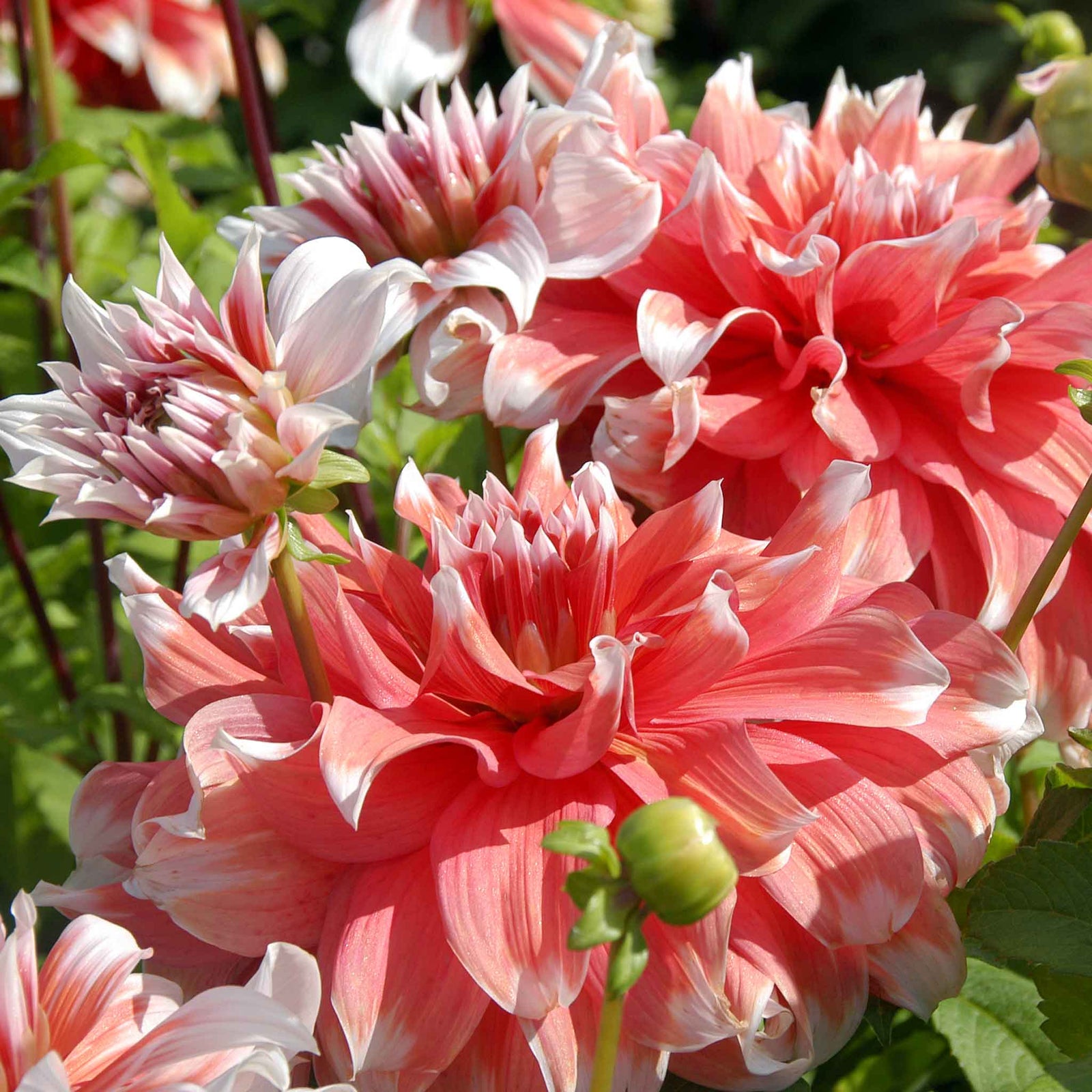 Dahlia 'frost Nip' Tuber With Raspberry-pink Double Flowers | 1 x Bulb | Pink & White