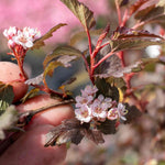 Physocarpus 'little Joker' Compact Red-foliage Shrub 50cm | 1 x 9cm | Red