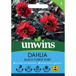 Dahlia Pinnata 'black Forest Ruby' Seeds | 35 Seeds