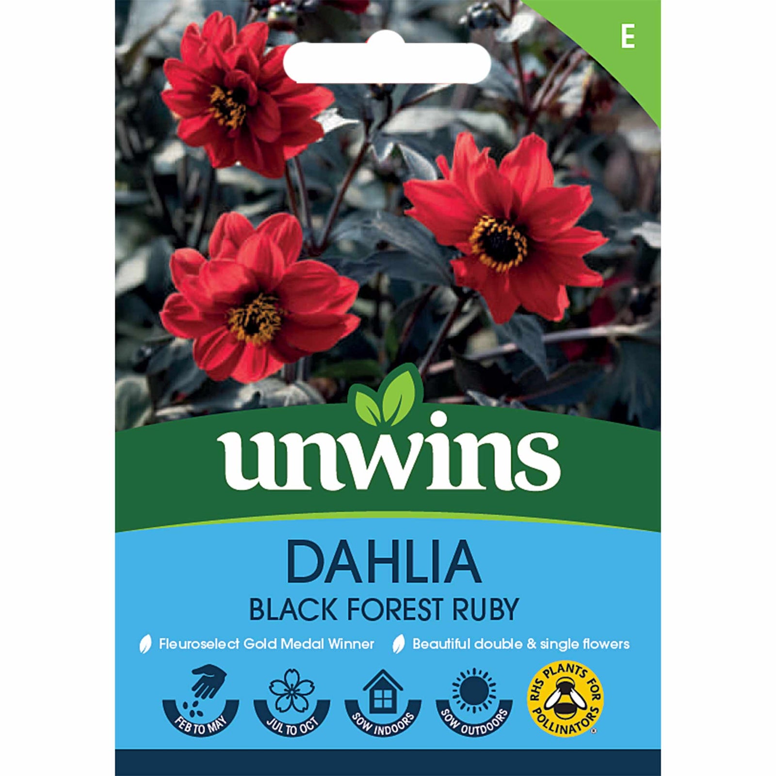 Dahlia Pinnata 'black Forest Ruby' Seeds | 35 Seeds