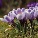 Thompson & Morgan Crocus Bicolour Mix Bulbs
