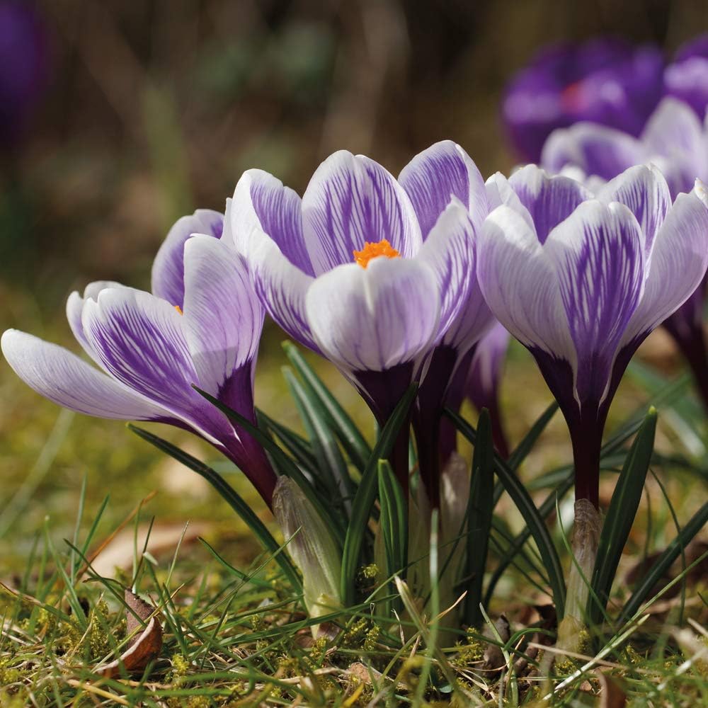Thompson & Morgan Crocus Bicolour Mix Bulbs