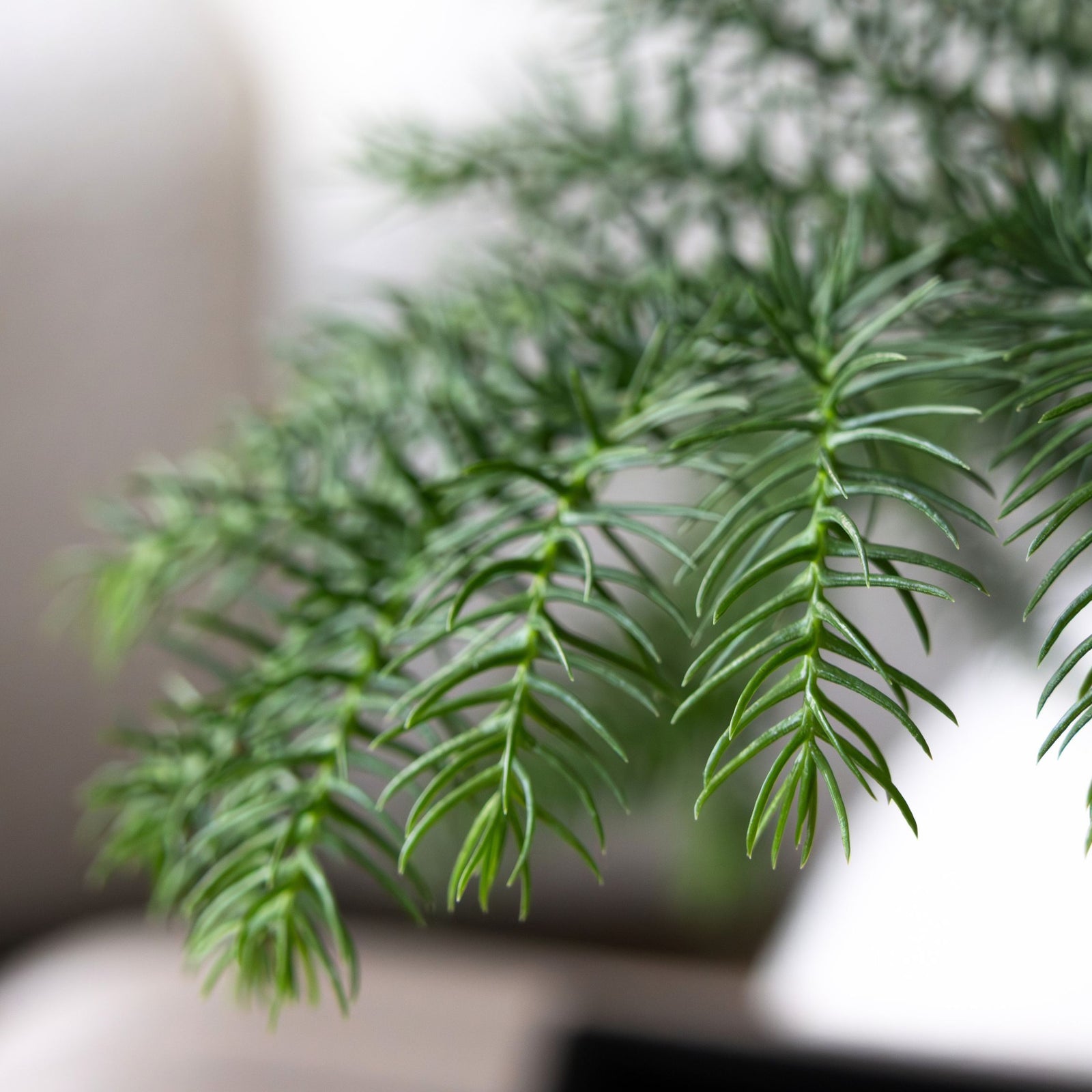 Norfolk Island Pine - Araucaria Heterophylla - Height 45-55cm - ⌀14cm | Set of 1 | Green