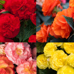 Hayloft Begonia Limitless Collection - 20 Young Plants