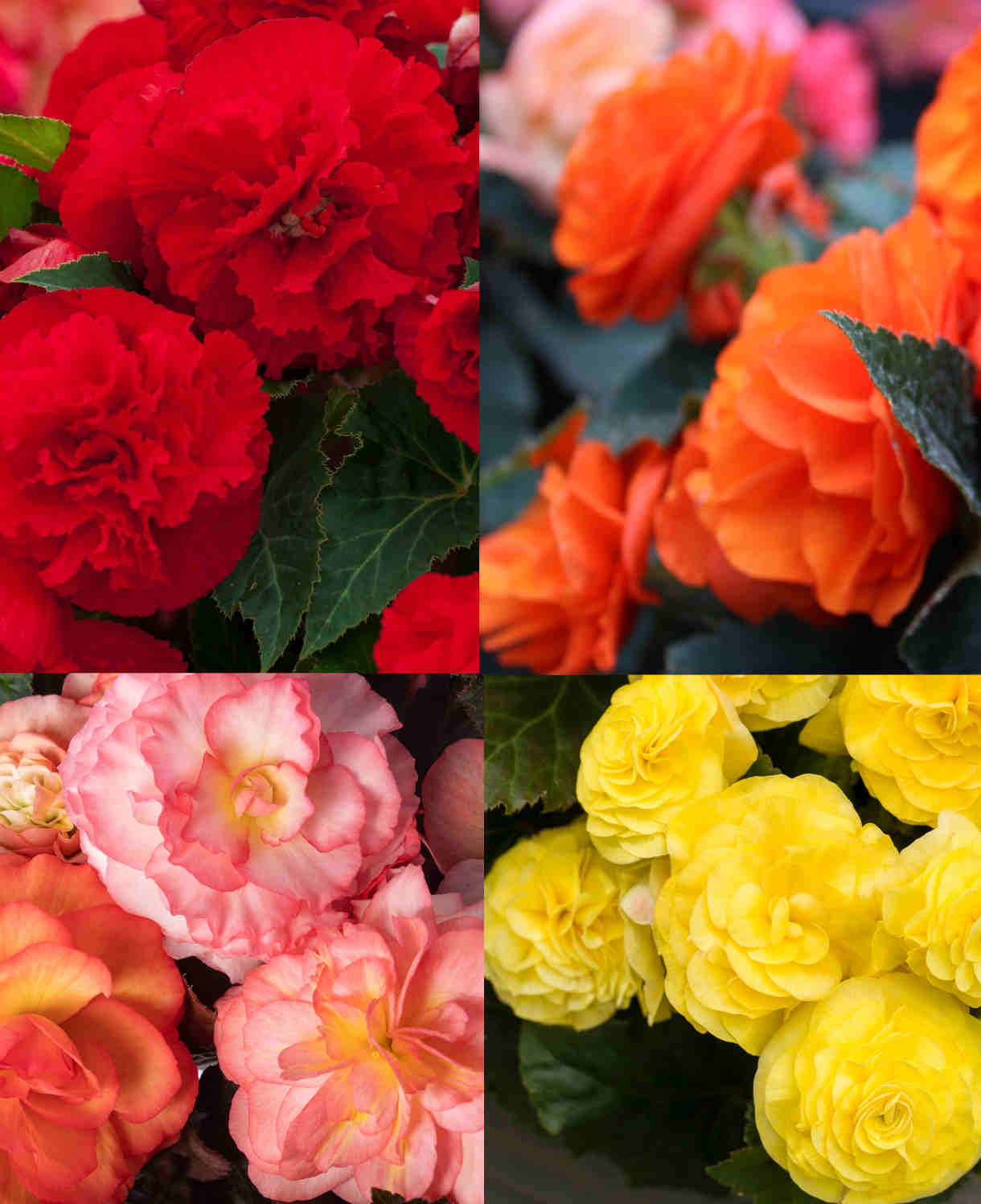 Hayloft Begonia Limitless Collection - 20 Young Plants