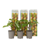 Kiwi Fruit - Actinidia Deliciosa 'jenny' - Height 20-40cm - ⌀9cm | Set of 3 | Green
