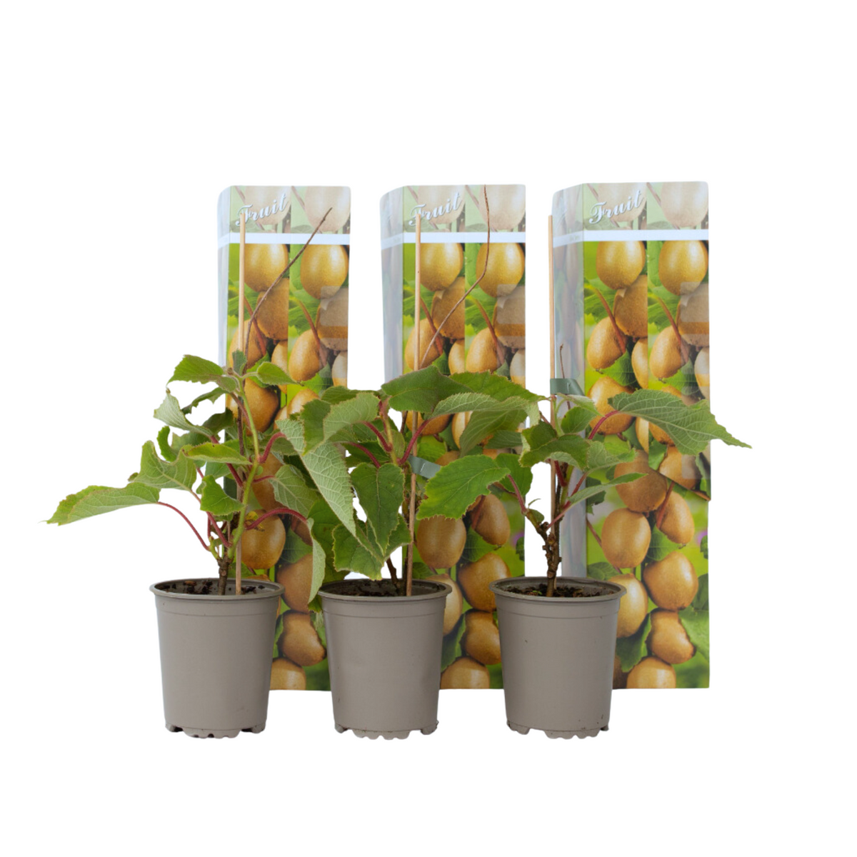 Kiwi Fruit - Actinidia Deliciosa 'jenny' - Height 20-40cm - ⌀9cm | Set of 3 | Green
