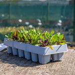 Beetroot Mix | 12 x Garden Ready Plugs | Multi Colour