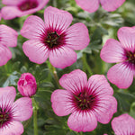 Geranium Cinereum ‘jolly Jewel’  Collection - 9cm Pots | 3 x 9cm | Multi
