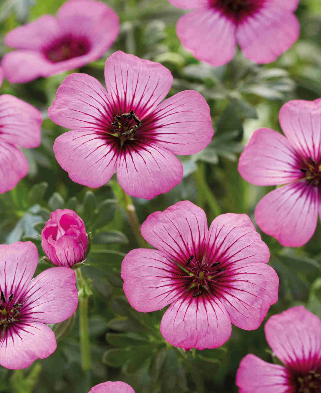 Geranium Cinereum ‘jolly Jewel’  Collection - 9cm Pots | 3 x 9cm | Multi