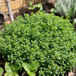 Marjoram (origanum Majorana) | 1 x 1L