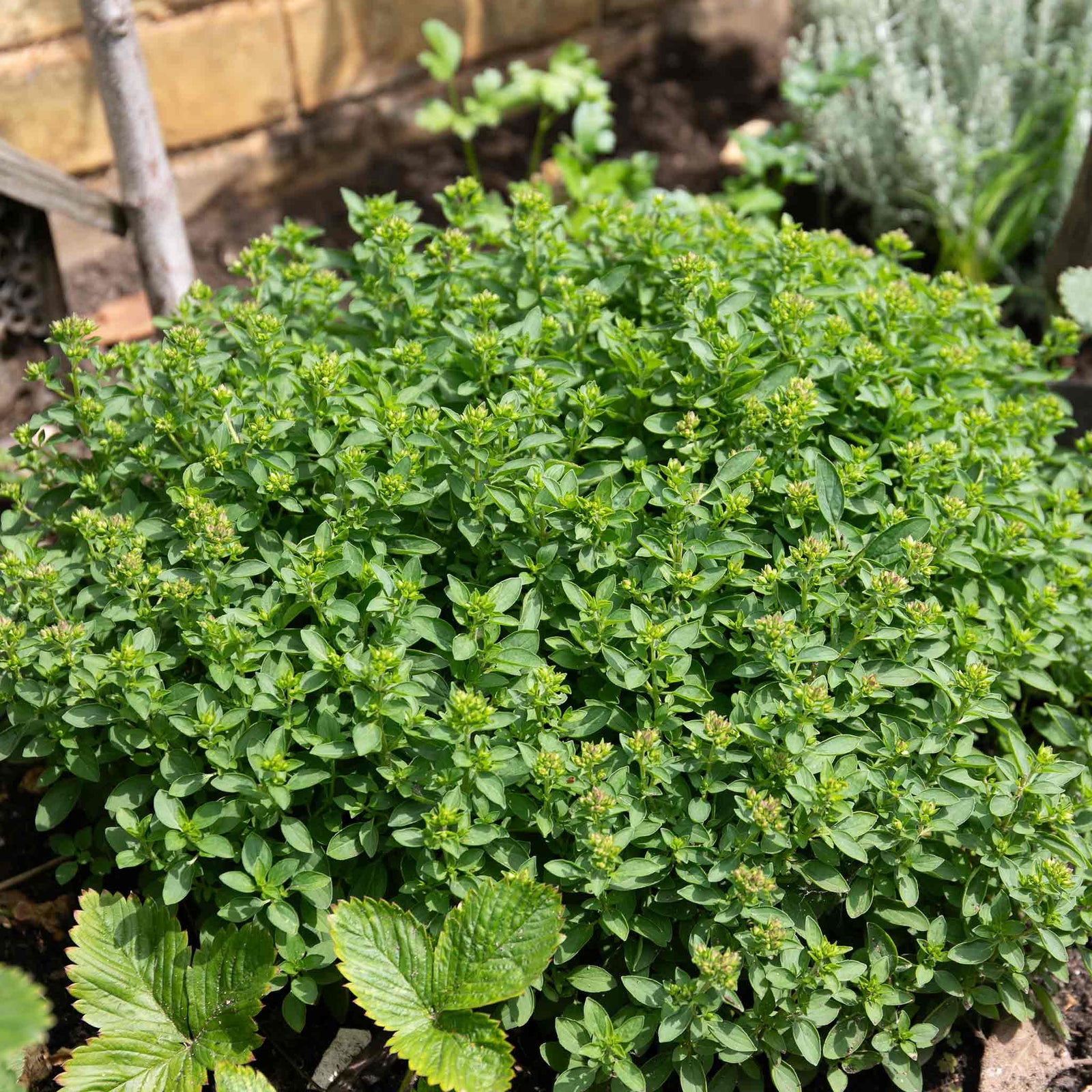 Marjoram (origanum Majorana) | 1 x 1L