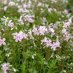 Phlox 'candy Stripe' Creeping Phlox Groundcover | 3 Plug Plants