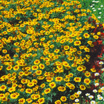 French Marigold Naughty Marietta Seeds | 130 Seeds