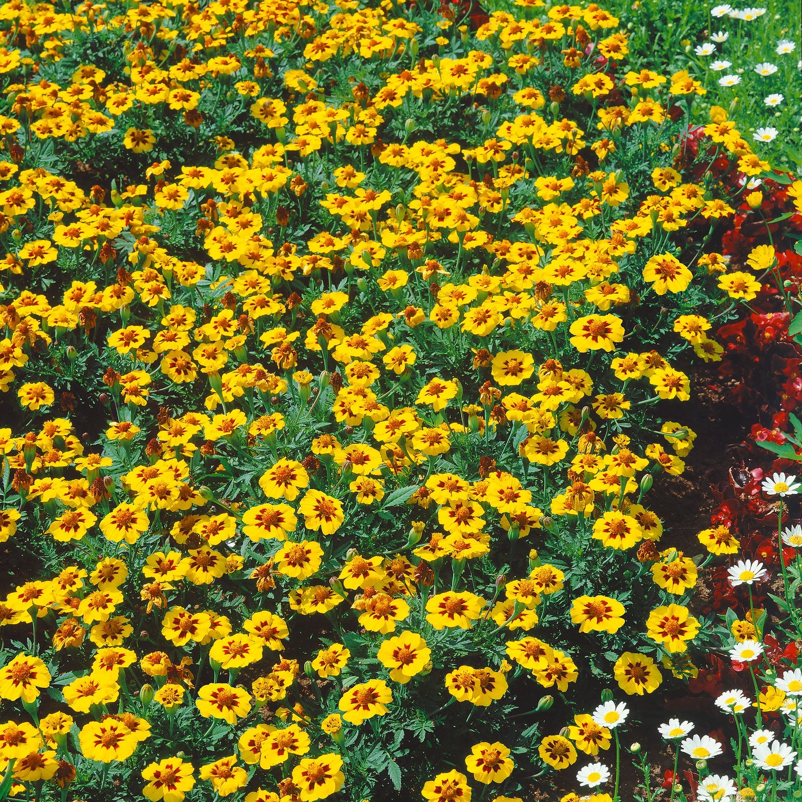 French Marigold Naughty Marietta Seeds | 130 Seeds