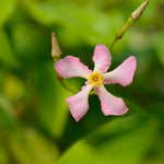 Hayloft Trachelospermum Pink Showers - Pink Asiatic Jasmine - 9cm Pot