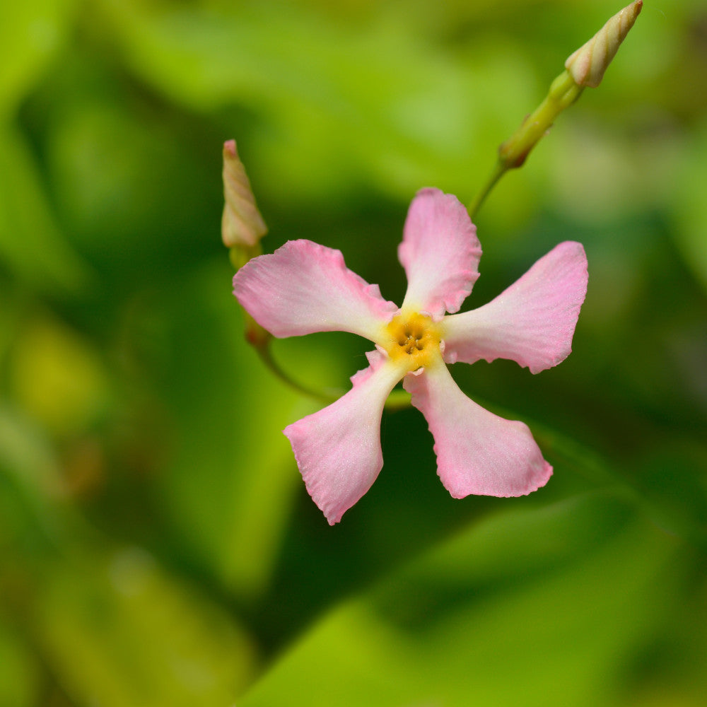 Hayloft Trachelospermum Pink Showers - Pink Asiatic Jasmine - 9cm Pot