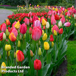 Thompson & Morgan Tulip Full Border Mix 32 Bulbs