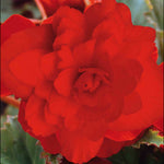 Hayloft Begonia Illumination Scarlet - 24 Young Plants