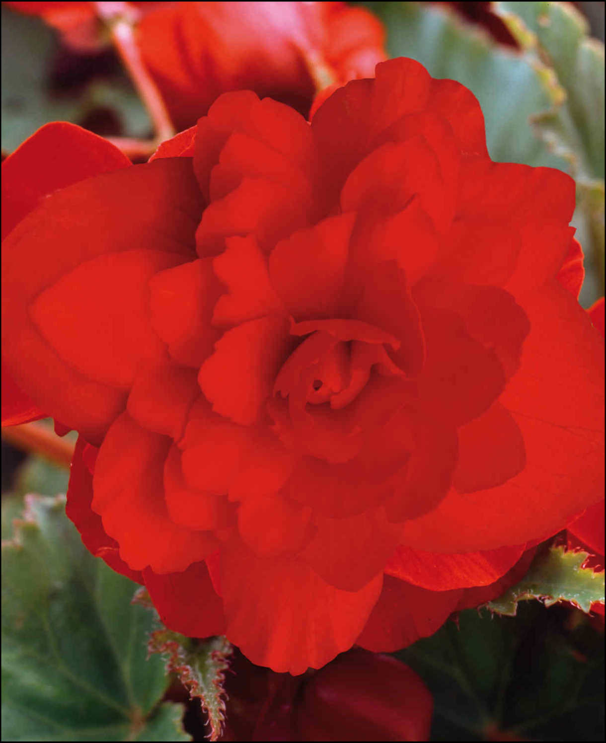 Hayloft Begonia Illumination Scarlet - 24 Young Plants
