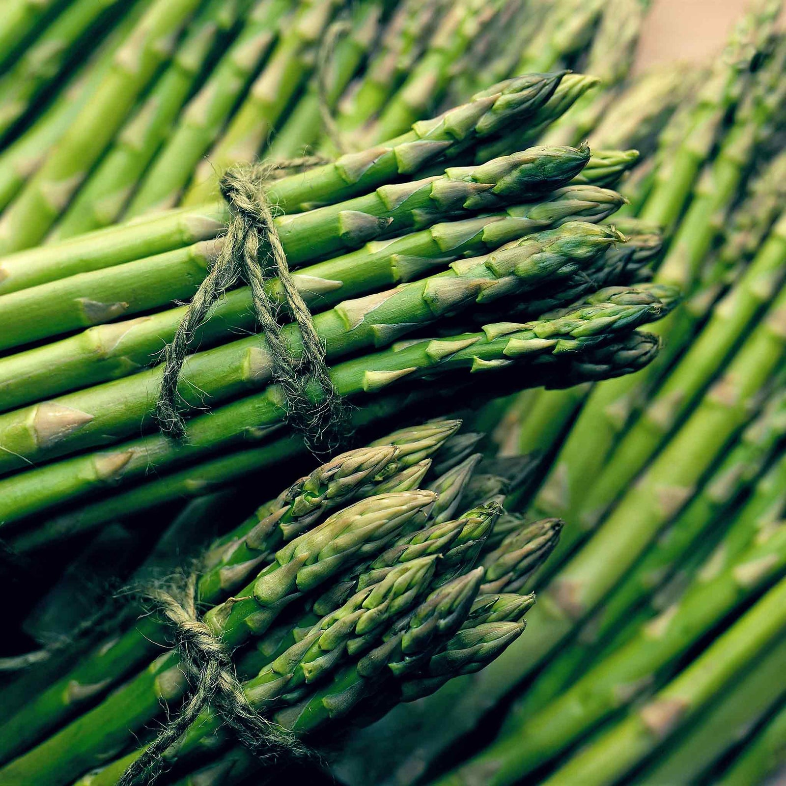 Asparagus Crowns Chefs' Choice | Set of 15 | Green