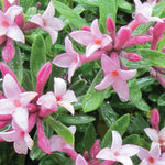 Daphne Pink Fragrance 9cm Pot | Set of 2 | Pink
