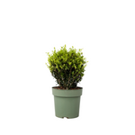 Japanese Holly - Ilex Crenata 'Jenny' - Height 30-40cm - ⌀17cm | Set of 1 | Green