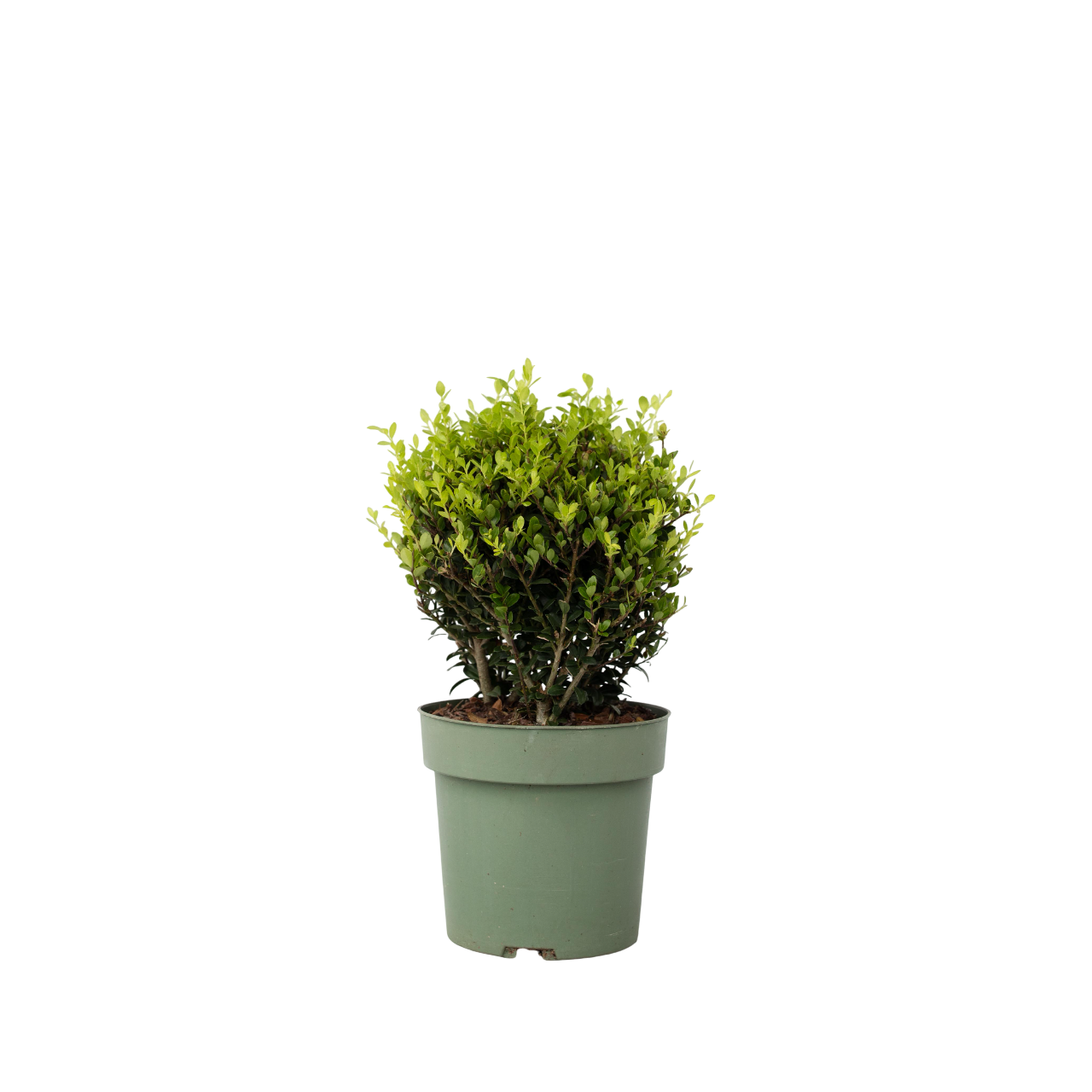 Japanese Holly - Ilex Crenata 'Jenny' - Height 30-40cm - ⌀17cm | Set of 1 | Green