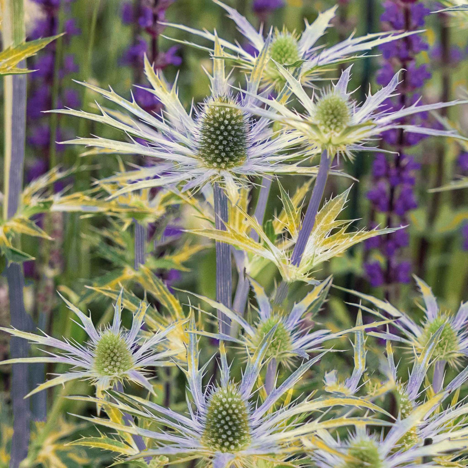 Eryngium 'neptune Gold' - Gold-tipped Electric Blue Perennial | 1 x 2L | Multi Colour