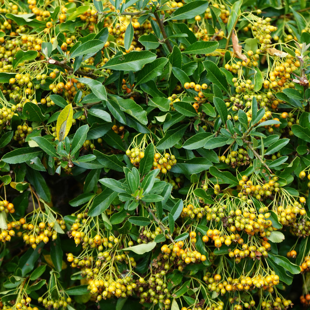 Pyracantha Traffic Lights Collection - Set Of 3 Plants In 9cm Pots