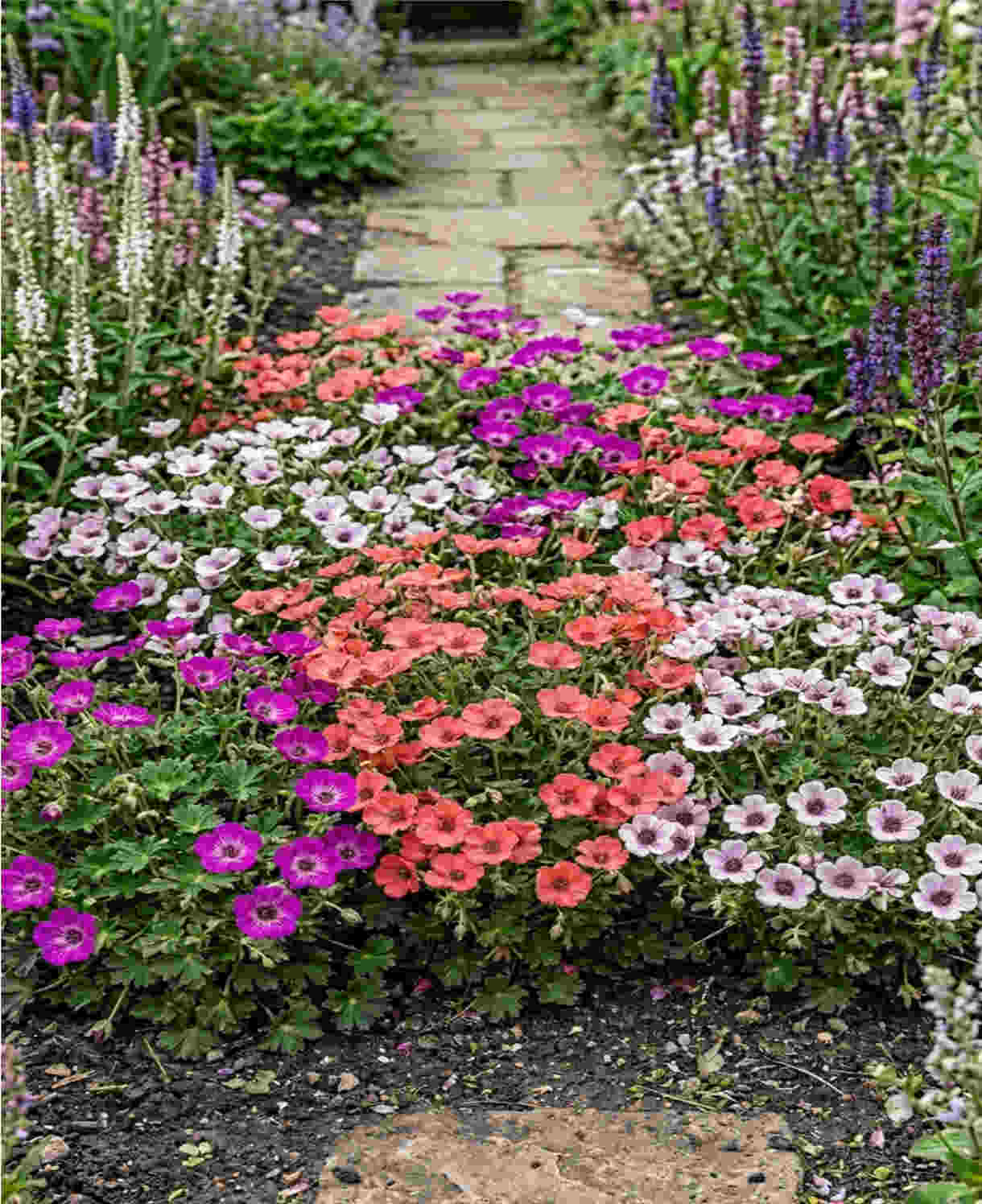 Geranium Cinereum ‘jolly Jewel’  Collection - 9cm Pots | 6 x 9cm | Multi