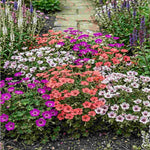 Geranium Cinereum ‘jolly Jewel’  Collection - 9cm Pots | 3 x 9cm | Multi
