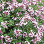 Daphne Pink Fragrance 9cm Pot | Set of 1 | Pink