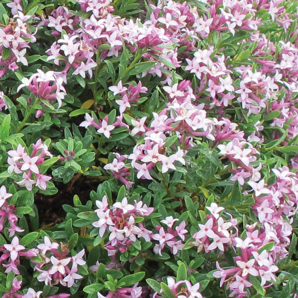 Daphne Pink Fragrance 9cm Pot | Set of 1 | Pink