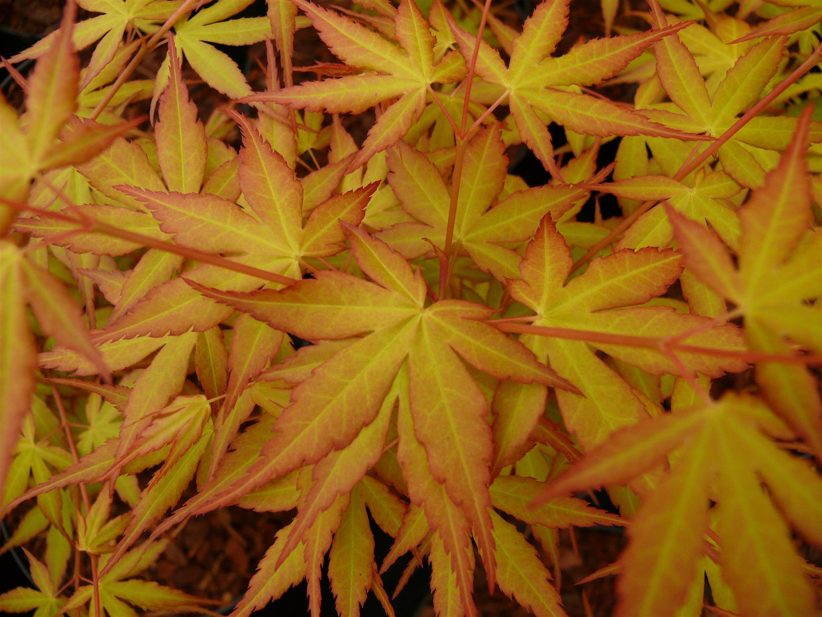 Direct Plants Acer Palmatum Katsura Japanese Maple Tree 4-5ft Large Supplied In A 5 Litre Pot