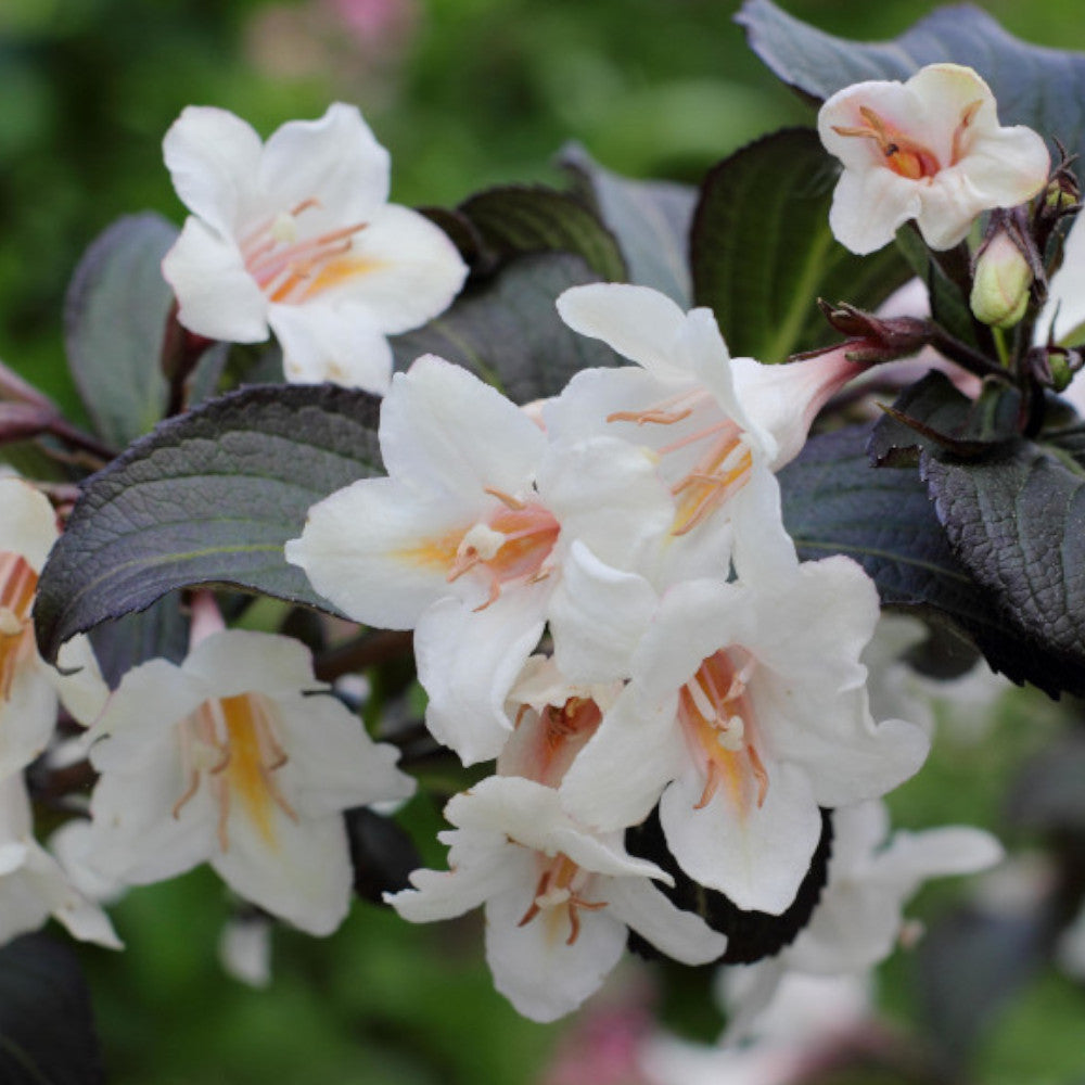 Welcoming Weigela Collection - Pollinators Paradise Set Of Shrubs 3 In 9cm Pots