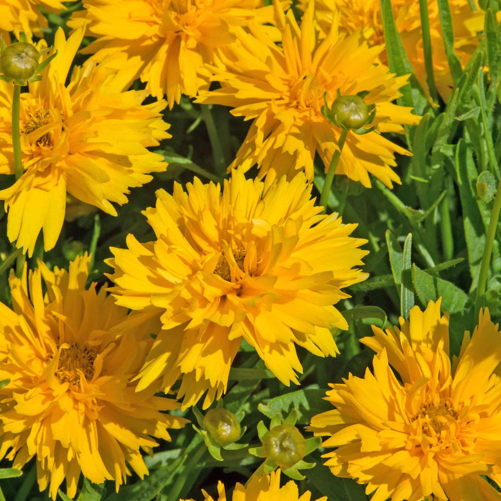 Coreopsis 'double The Sun' - Compact Double-flowering Yellow Perennial Plant | 3 x 9cm | Yellow