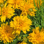 Coreopsis 'double The Sun' - Compact Double-flowering Yellow Perennial Plant | 3 x Jumbo Plugs | Yellow